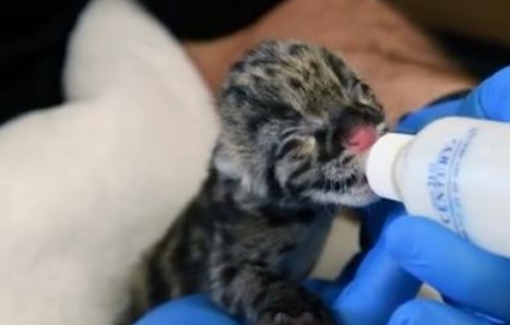 Zoo feiert Geburt von seltenem Leopardenbaby – es gehört zu den „gefährdeten“ Arten